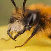 Tawny Mining Bee Male 4 